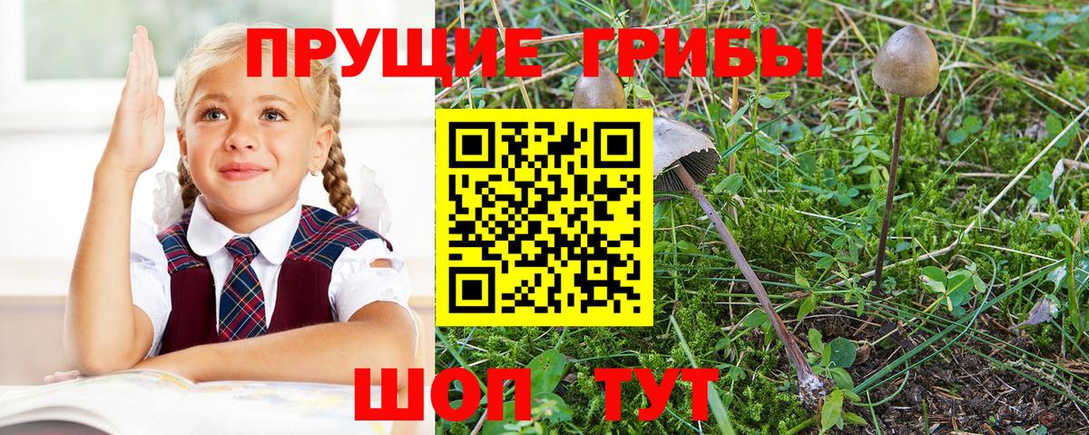 Галлюциногенные грибы Psilocybe  даркнет сайт  Качканар  Вход с VPN 